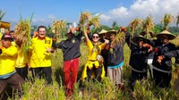Panen padi bersama, mereka kompak mengangkat hasil padi yang melimpah. Foto: Instagram mayangsaritrihatmodjoreal