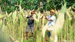 Produktivitas Jagung Ditergetkan Naik hingga 9 Ton Per Hektare