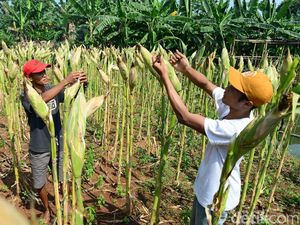 Produktivitas Jagung Ditergetkan Naik hingga 9 Ton Per Hektare