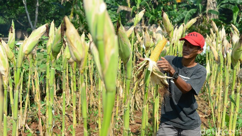 Petani mengecek tingkat kekeringan jagung siap panen di Parigi, Tangerang Selatan, Sabtu (19/9/2020). Jagung tersebut dibiarkan sampai mengering di pohon untuk mempermudah proses pengolahan pasca panen. Kementerian Pertanian (Kementan) mencatat target produksi jagung lokal 6,4 ton/hektar namun di beberapa daerah surplus menjadi 8 hingga 9 ton/hektar. Secara nasional, produksi jagung sepanjang tahun 2020 diperkirakan mencapai 24.16 juta ton.