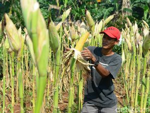 Top! Petani di Sini Bakal Mulai Tanam Jagung Hibridra