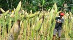 Produktivitas Jagung Ditergetkan Naik hingga 9 Ton Per Hektare