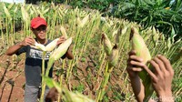Petani mengecek tingkat kekeringan jagung siap panen di Parigi, Tangerang Selatan, Sabtu (19/9/2020). 