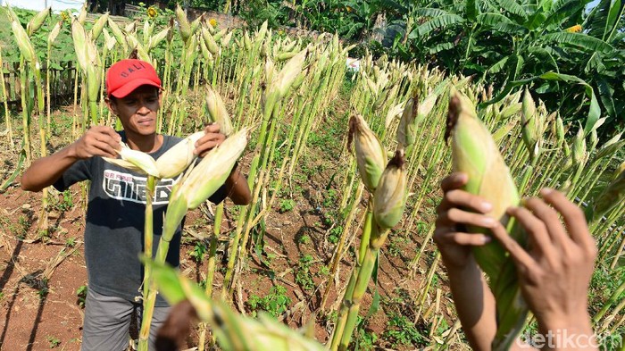 Panen Jagung Petani mengecek tingkat kekeringan jagung siap panen di Parigi, Tangerang Selatan, Sabtu (19/9/2020). Jagung tersebut dibiarkan sampai mengering di pohon untuk mempermudah proses pengolahan pasca panen. Kementerian Pertanian (Kementan) mencatat target produksi jagung lokal 6,4 ton/hektar namun di beberapa daerah surplus menjadi 8 hingga 9 ton/hektar. Secara nasional, produksi jagung sepanjang tahun 2020 diperkirakan mencapai 24.16 juta ton.