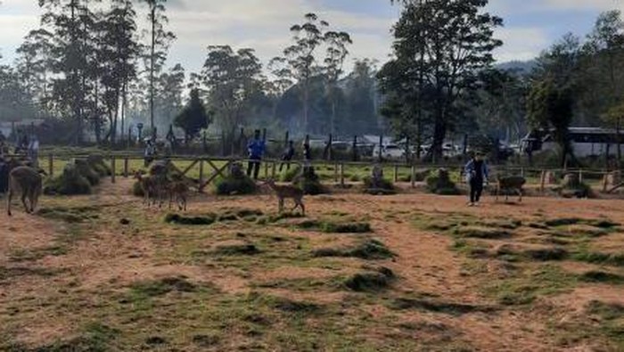 Penangkaran Rusa Ranca Upas
