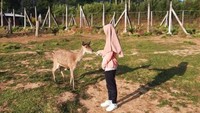 Memberi makan rusa. (Foto: Resa Noor Fauziah/dtraveler)---Artikel ini merupakan kiriman pembaca detikTravel, Resa Noor, dan sudah tayang di dTravelers Stories. Anda punya pengalaman liburan lainnya, segera kirim ke detikTravel lewat tautan ini.