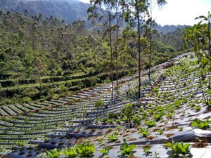 Sukaluyu, Kampung Berkebun di Atap Bandung