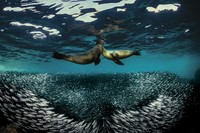 Underwater Photo Contest 2020