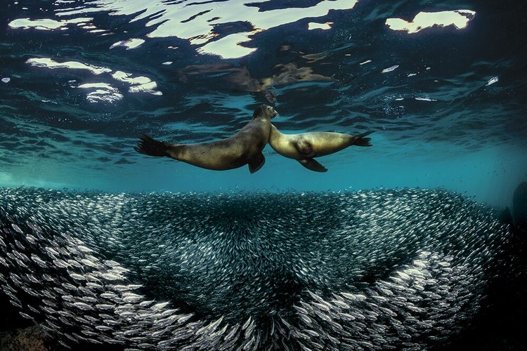 Underwater Photo Contest 2020