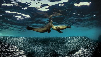 Raffaele Livornese berada di peringkat ketiga. Fotonya menampilkan dua ekor singa laut yang sedang bermain dan berburu ikan sarden yang mengeliling mereka. Foto: Raffaele Livornese/Underwater Photo Contest 2020