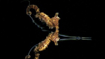 Jules Casey memenangkan kategori Behavior. Foto ini menampilkan seekor kuda laut yang tiba-tiba menangkap seekor ikan kecil dengan ekornya. Foto: Jules Casey/Underwater Photo Contest 2020