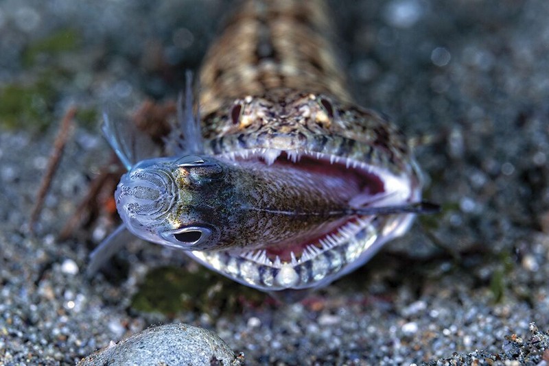 Underwater Photo Contest 2020