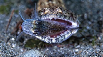 Jerry Ariaga berada di peringkat kedua kategori Behavior. Karyanya memperlihatkan lizardfish yang sedang menyantap mangsanya. Foto: Jerry Arriaga/Underwater Photo Contest 2020