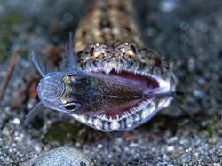 Aneka Foto Alam Bawah Laut yang Ajaib