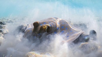 Di peringkat ketiga kategori Behavior ada Thomas Van Puymbroeck. Kameranya menangkap seekor ikan pari yang sedang mencari makan di dekat pasir. Foto: Thomas Van Puymbroeck/Underwater Photo Contest 2020