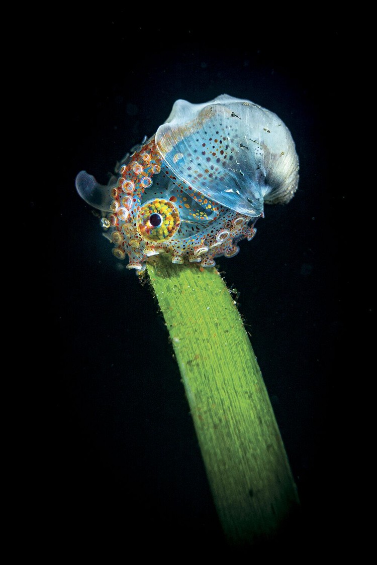 Underwater Photo Contest 2020