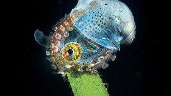 Tobias Friedrich menjuarai kategori Compact Camera. Fotonya menampilkan seekor gurita mini berwarna-warni yang sedang menempel di daun. Foto: Tobias Friedrich/Underwater Photo Contest 2020