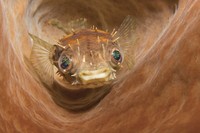Underwater Photo Contest 2020