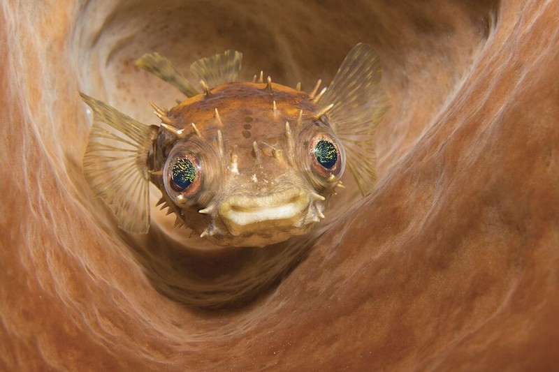 Underwater Photo Contest 2020