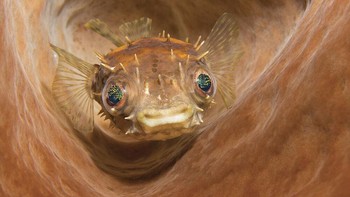 Marcel Johan Ogata berada di posisi kedua kategori Compact Camera. Saat sedang memotret spons laut, ia tiba-tiba melihat seekor ikan buntal yang tersenyum kepadanya. Foto: Marcel Johan Ogata/Underwater Photo Contest 2020