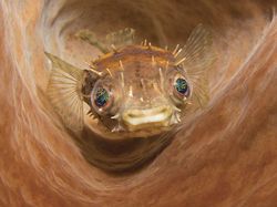 Aneka Foto Alam Bawah Laut yang Ajaib