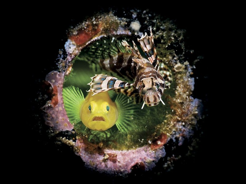 Underwater Photo Contest 2020