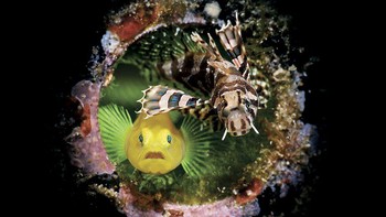 Enrico Somogyi berada di peringkat ketiga. Ia berhasil menangkap foto ikan lemon goby dan lionfish yang tinggal di dalam botol bir kosong. Foto: Enrico Somogyi/Underwater Photo Contest 2020