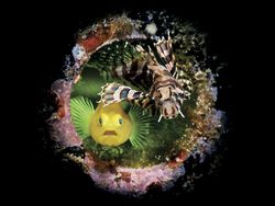 Aneka Foto Alam Bawah Laut yang Ajaib