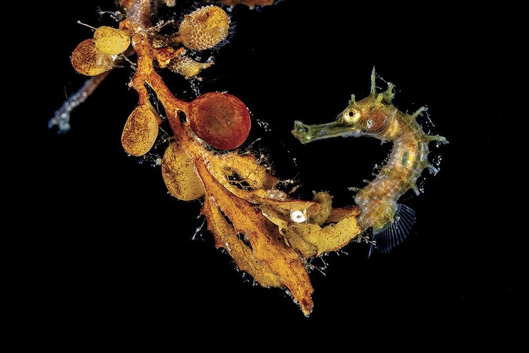 Underwater Photo Contest 2020