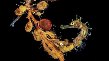 Jeffrey Haines memenangkan kategori Macro. Saat menyelam di lautan yang gelap, ia tiba-tiba melihat kuda laut yang sedang menempel di rumput laut. Foto: Jeffrey Haines/Underwater Photo Contest 2020
