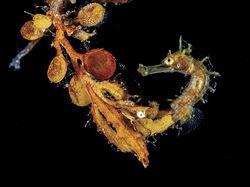 Aneka Foto Alam Bawah Laut yang Ajaib