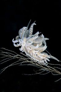 Underwater Photo Contest 2020