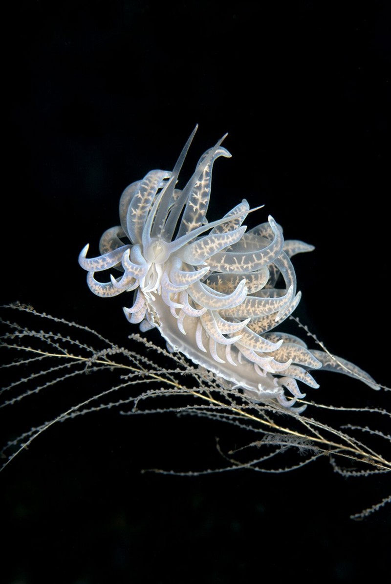 Underwater Photo Contest 2020