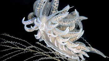 Yury Ivanov berada di posisi kedua. Ia berhasil menangkap momen saat Phyllodesmium iriomotense yang sedang mencari makan. Foto: Yury Ivanov/Underwater Photo Contest 2020