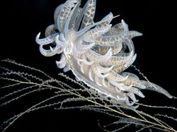 Aneka Foto Alam Bawah Laut yang Ajaib