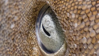 Robert Stansfield berada di posisi ketiga. Saat sedang menyelam di Banco Chinchorro, Meksiko, ia menemukan hiu yang tidak berhenti memandangnya. Foto: Robert Stansfield/Underwater Photo Contest 2020