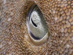 Aneka Foto Alam Bawah Laut yang Ajaib