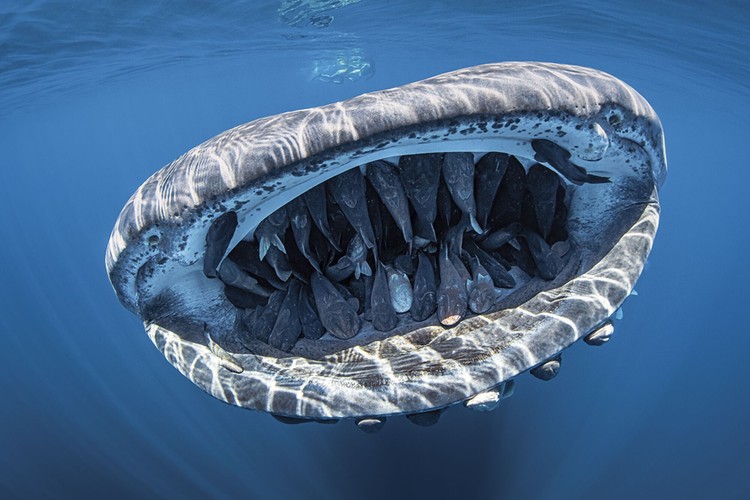 Underwater Photo Contest 2020