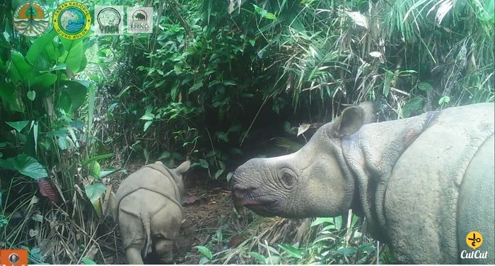 Anak badak jawa yang baru lahir di Ujungkulon.