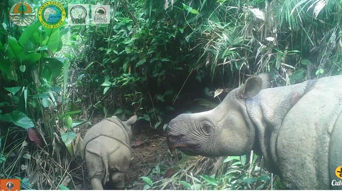 Anak badak jawa yang baru lahir di Ujungkulon.