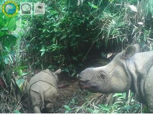 Seekor Bayi Badak Jawa Lahir di Taman Nasional Ujung Kulon
