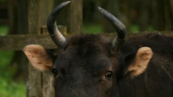 Zubron adalah hewan kawin silang perpaduan dari sapi dan bison Eropa. Terlihat dari wajah dan tanduknya cukup unik (Foto: Wikimedia via Bored Panda)