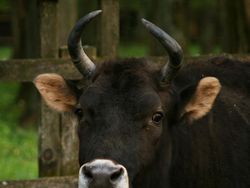 Wujud Hewan Kawin Silang yang Sungguhan Ada, Bukan Editan