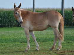 Wujud Hewan Kawin Silang yang Sungguhan Ada, Bukan Editan