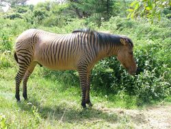 Wujud Hewan Kawin Silang yang Sungguhan Ada, Bukan Editan