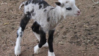 Dinamakan Geep, binatang ini adalah perpaduan antara kambing dan domba. Foto: Imgur