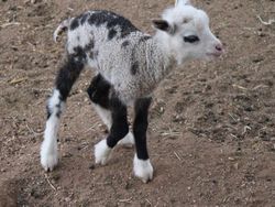 Wujud Hewan Kawin Silang yang Sungguhan Ada, Bukan Editan