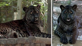 Ada lagi yang namanya Jaglion atau jaguar lion. Ini adalah kawin silang jaguar jantan dan singa betina. Dua kombinasi langka ini dinamai Jahzara dan Tsunami. Foto: bearcreeksanctuary via Bored Panda.