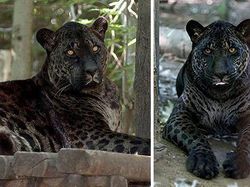 Wujud Hewan Kawin Silang yang Sungguhan Ada, Bukan Editan