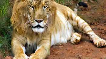 Tigon, kawin silang antara harimau jantan dan singa betina. Foto: Imgur